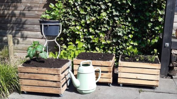Kleine moestuin