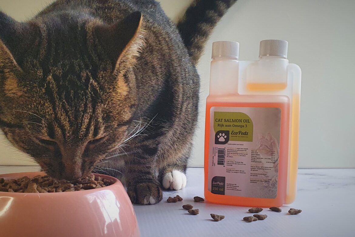 Kat huidproblemen Kat huidproblemen