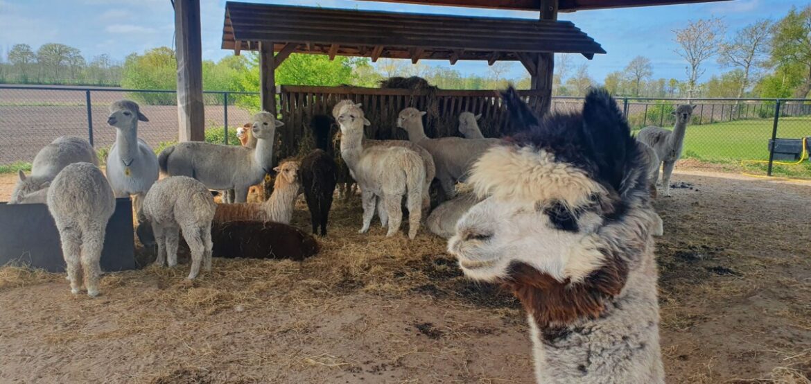 Alpaca boerderij Groningen