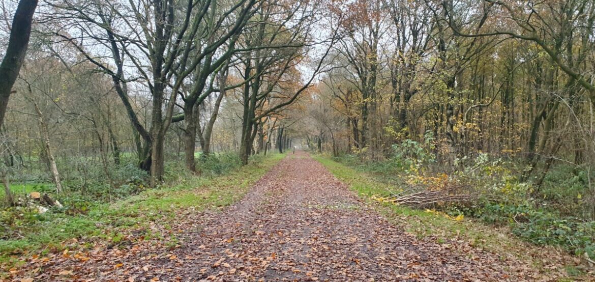 Wat is wandelcoaching