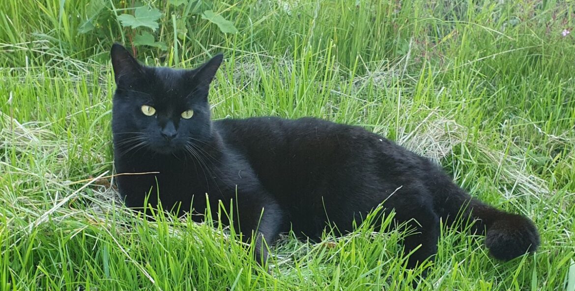 Ontwormen van katten