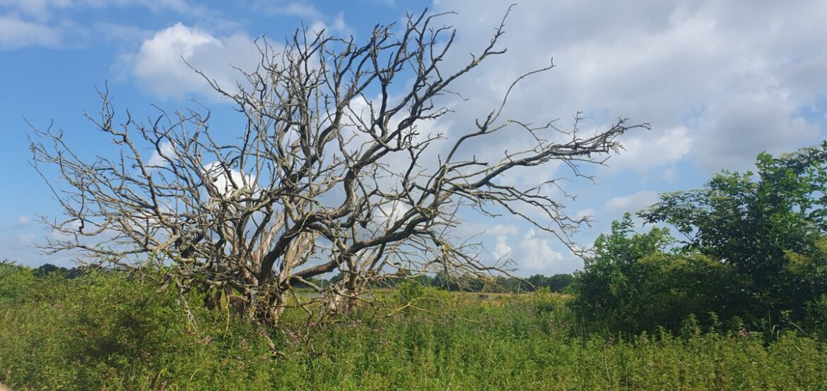 Wandelroute Marumerlage