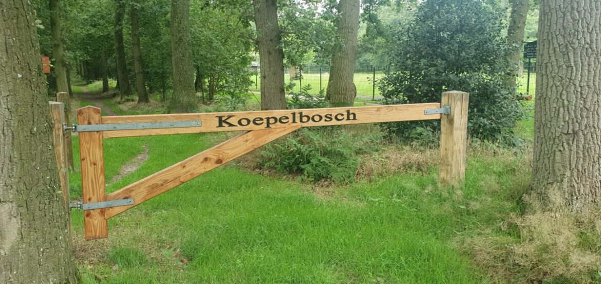 Wandelroute Koepelbos in Oldeberkoop