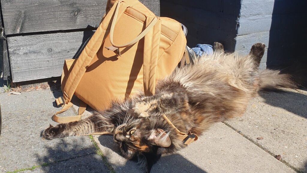 Kattencafe Friesland Oudega