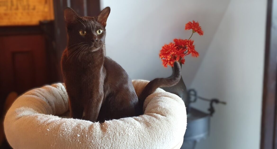 Raskattencafe Oudega